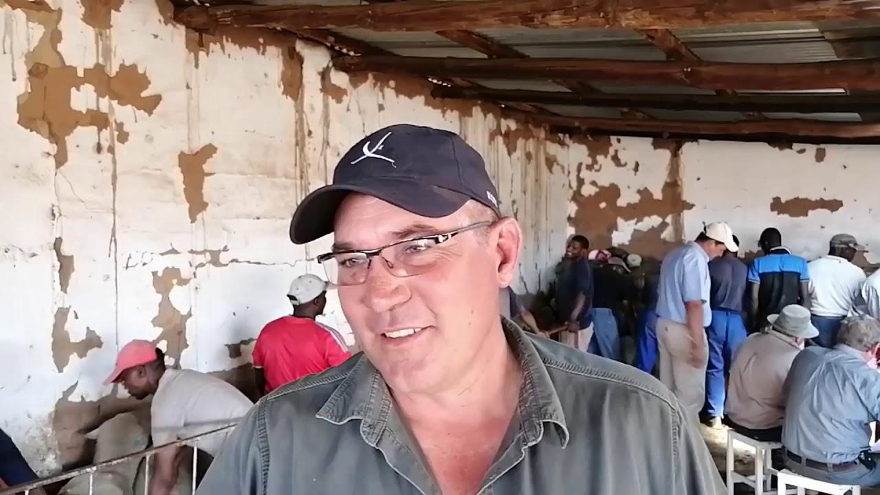 Crux Dohnes Merino holds their auction.