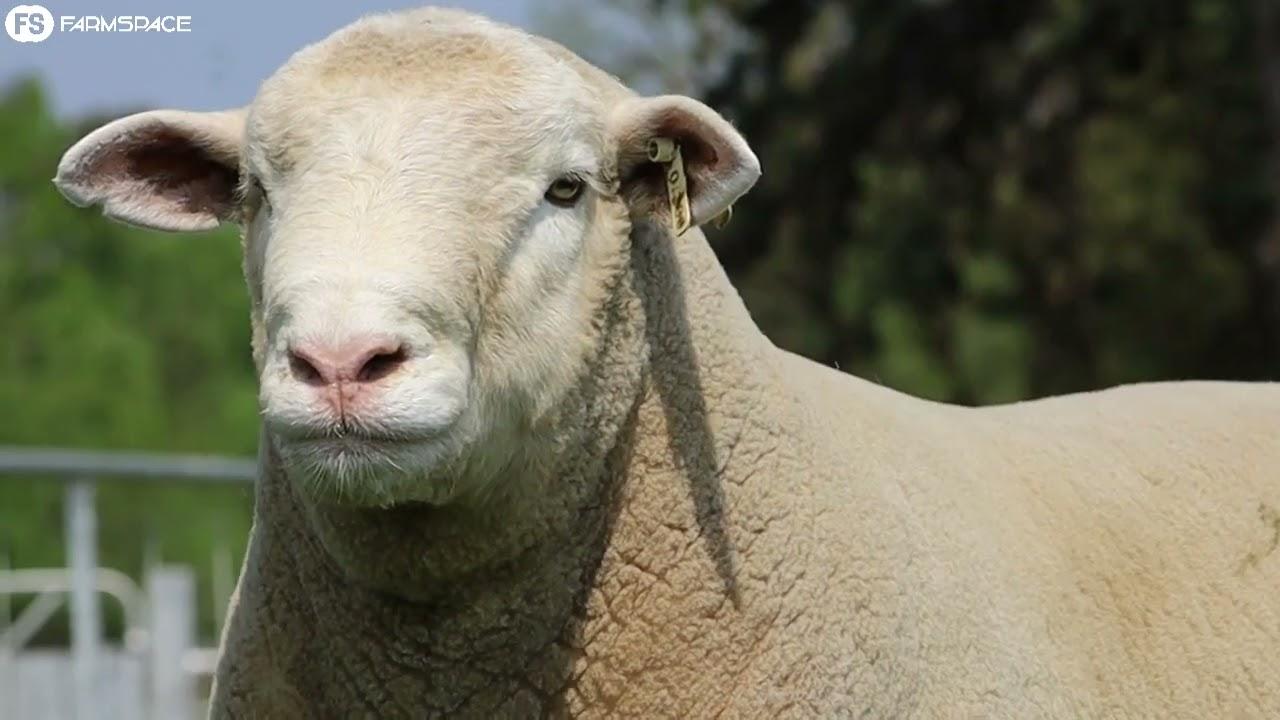 Hatari & Rooihek Bied aan  Lot 3, Dirkie DZ 20 380