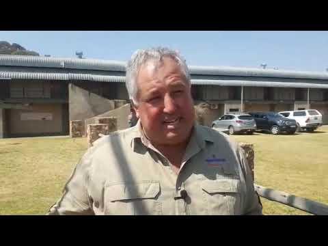 Merino sheep have the best meat ... according to others - ALFA Expo 2019