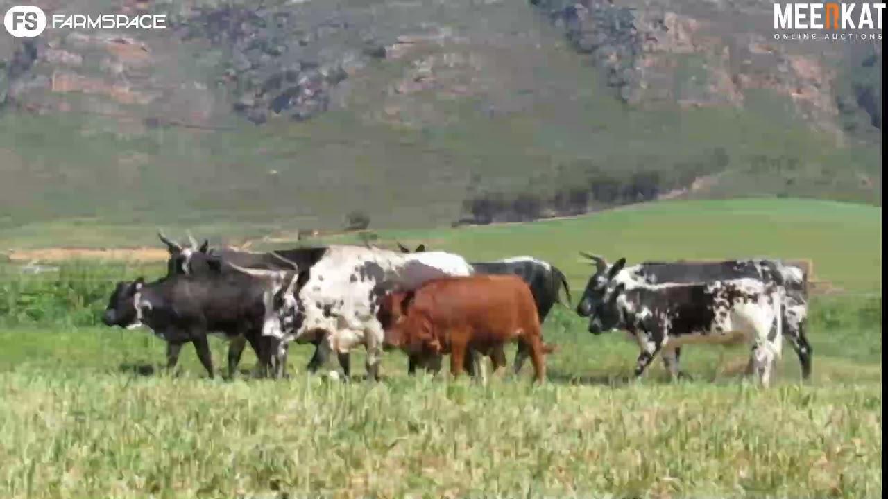 Regainer Nguni Auction Presents - Lot 48 (Commercial)