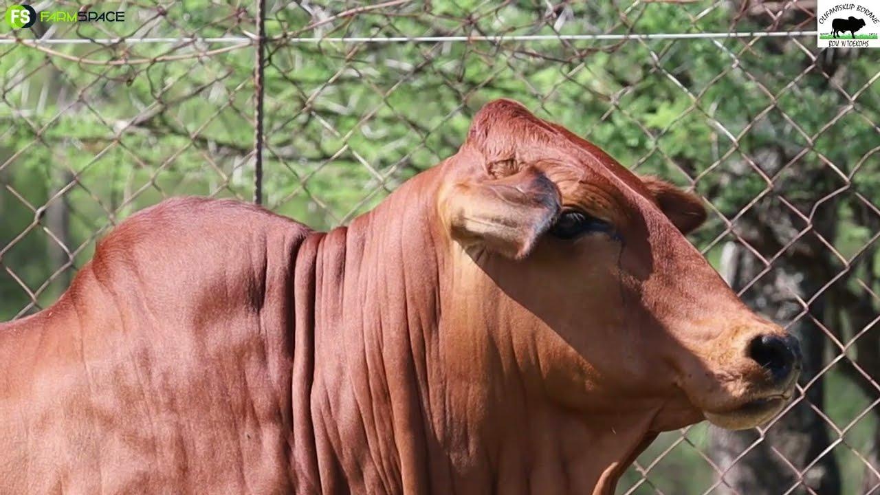 Olifantsklip Game Farm & Boran Stud are offering BH 19-116 at the 2023 Mambushi and friends auction.