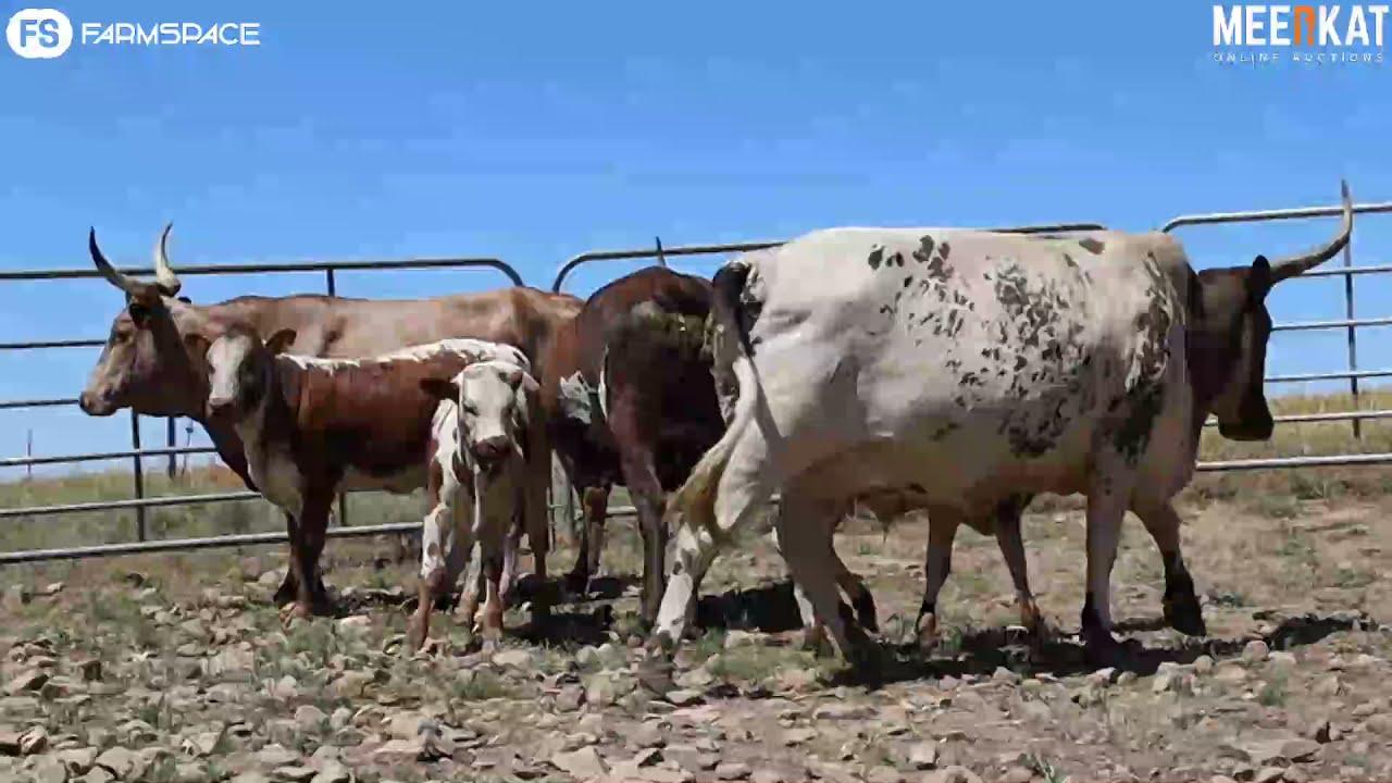 Regainer Nguni Auction - Lot 46 (Commercial)