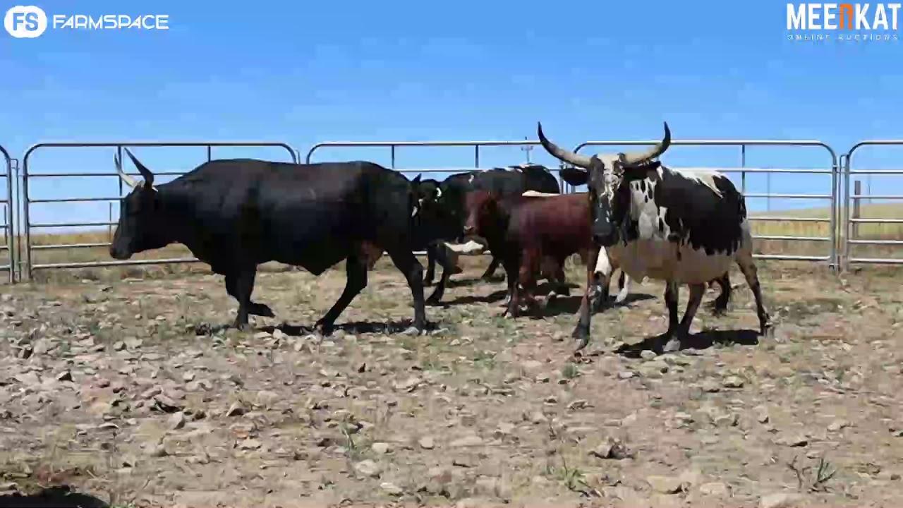 Regainer Nguni Auction Presents - Lot 44