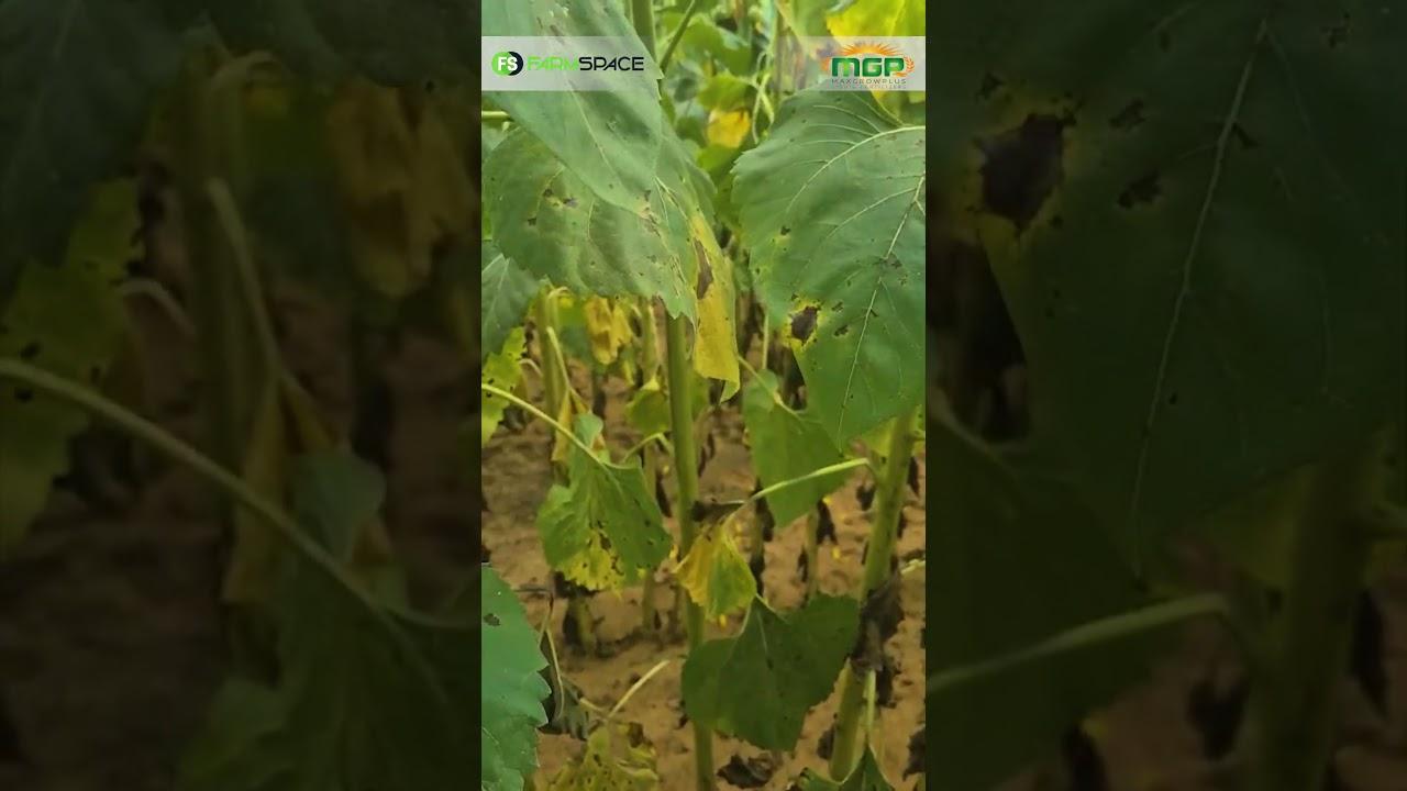 Werk MaxGrowPlus se kunsmis regtig op sonneblomme?