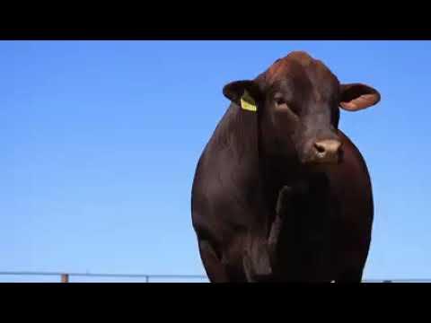 Considerata SA se Johan Dannhauser gesels Droughtmaster Produksie
