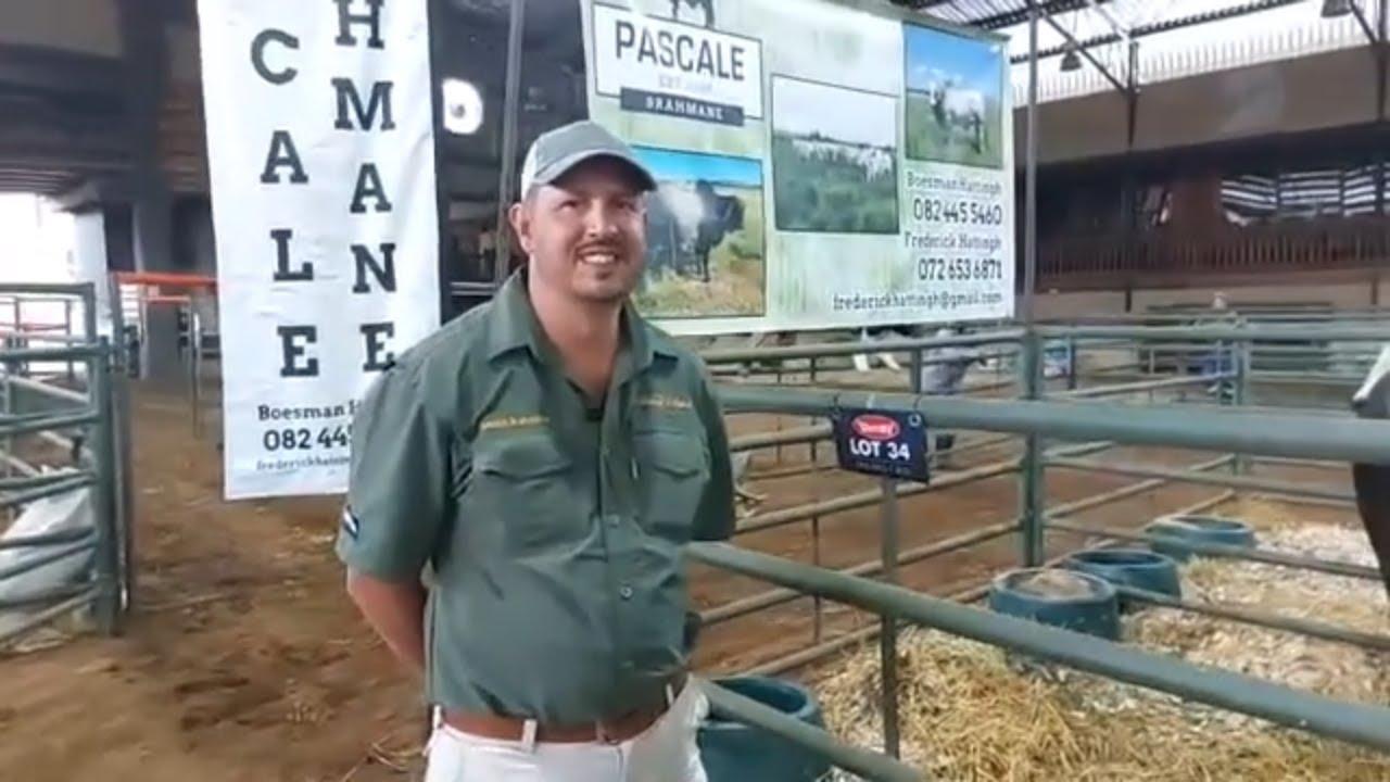 Ons gesels met Frederick Hattingh van Pascale Brahmane by die Manso Select Brahman Veiling 2024.