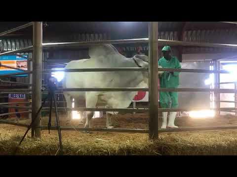 Lot 11 Brahman bul verkoop vir R420 000 by die Brandwater Produksieveiling 2022