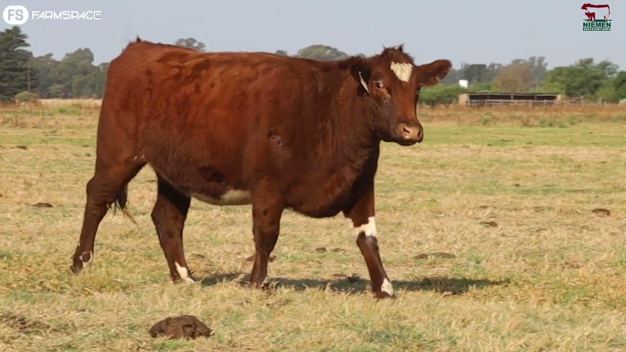 Lot 16 - NMS 20-28 op die Niemen Beef Shorthorn Veiling, 15 Oktober 2022.