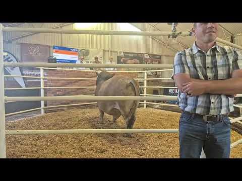 Deel 2 - Fonteine Borans - 17 de Produksie Veiling regstreeks vanaf Groenfontein, Derby