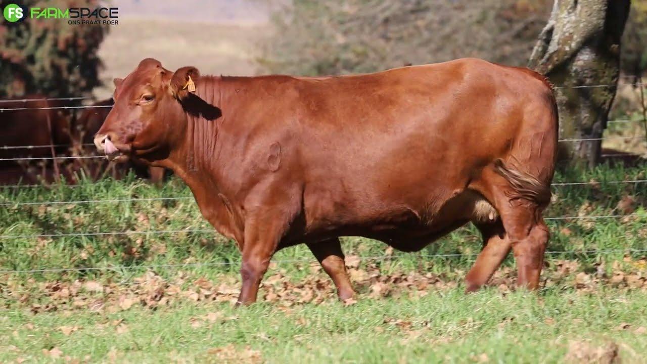 Grassfields Droughtmaster lot discussion with Tinus Havinga & Rustin Shawe on GRB 18 107