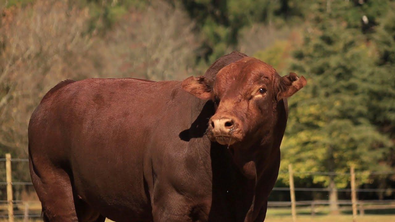 Grassfield Beef & Droughtmaster Auction: Just some of the Bulls that will be on sale