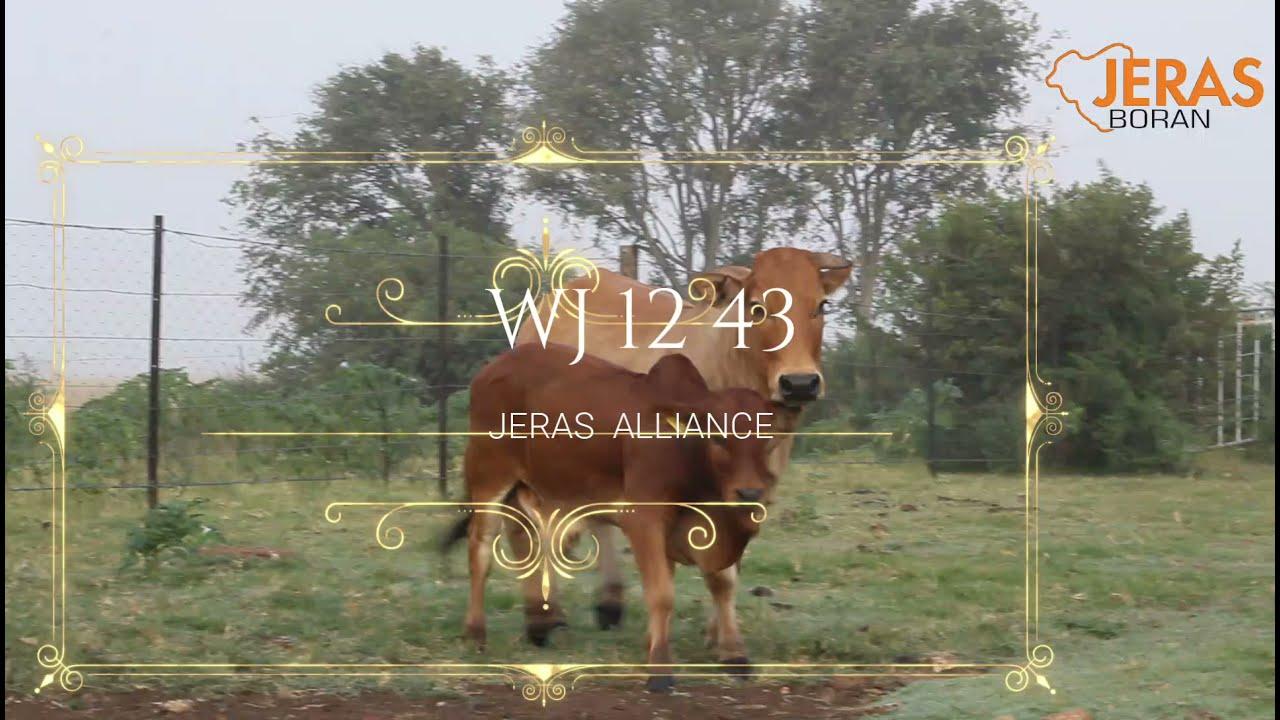 Jeras Alliance Boran Auction WJ 12 43