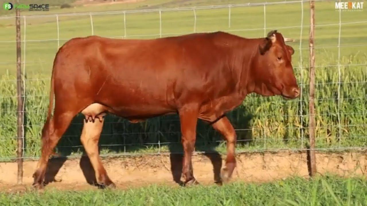Lot 29 | EX 21-312 | Exteen Ngunis at the Nguni Regainer Auction on 12 October 2023