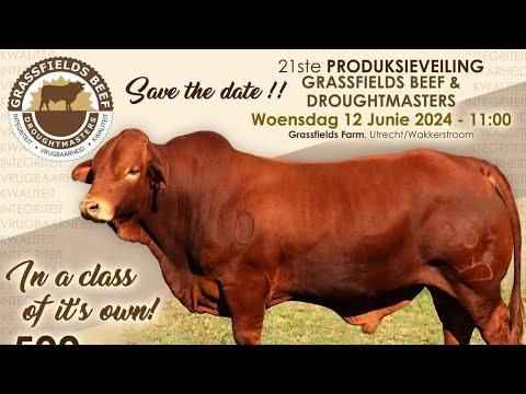 Grassfields beef Droughtmasters Auction