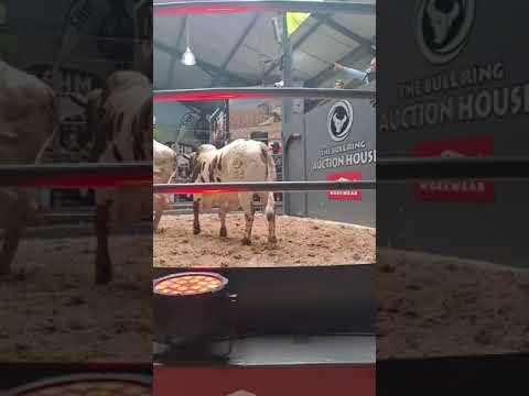 Lot 12 sells for R1.1 million to Mutanda Farms at the 10th Production Auction of Hurwitz Farming.