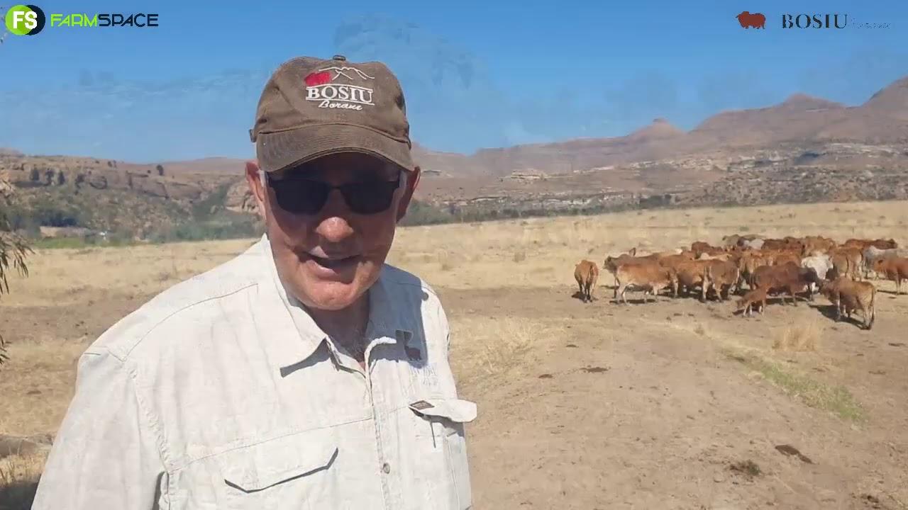 Makena Scheepers oor die voordele wat die Boran inhou