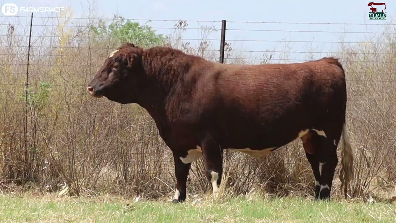 Lot 10 - NMS 19-115 op die Niemen Beef Shorthorn Veiling, 15 Oktober 2022.