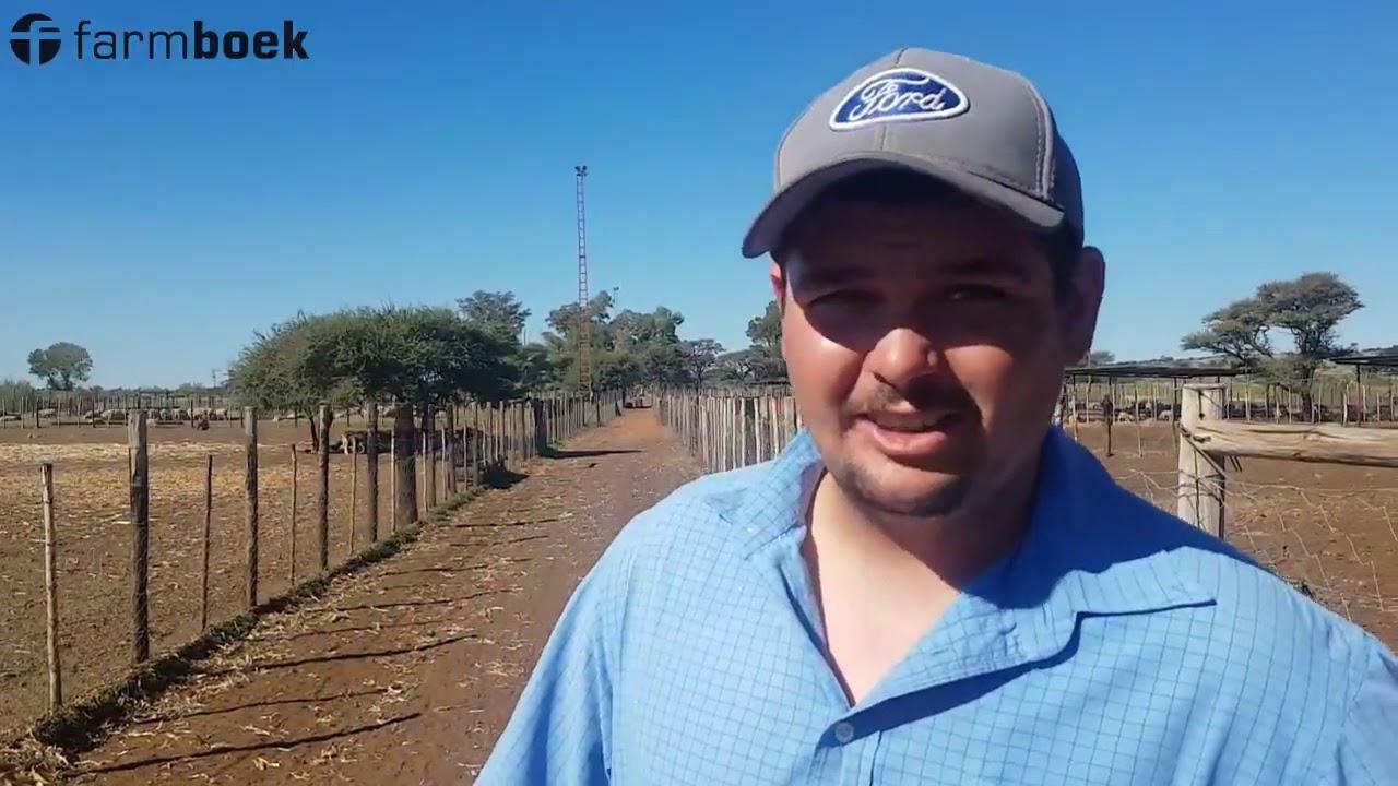 "Sheeptown" - Semi-intensive sheep farming