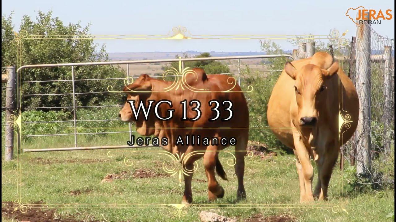 Jeras Alliance Auction WG 13 33