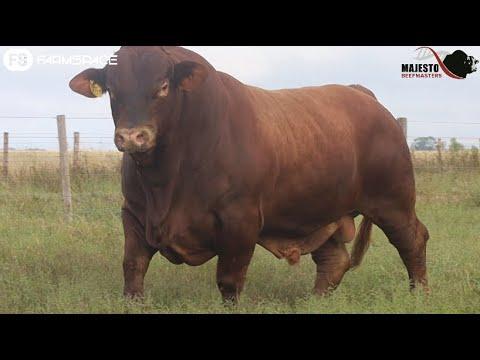 Majesto Beefmaster Presents Lot 17 - MB 190377