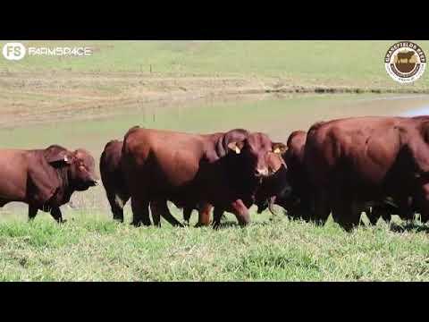 Grassfield Beef se Rustin Shawe gesels oor sy kommersiële aanbieding.