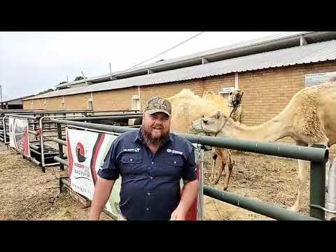 Hierdie beeste kan die droogte hanteer met n smile! - Nampo Alfa 2023