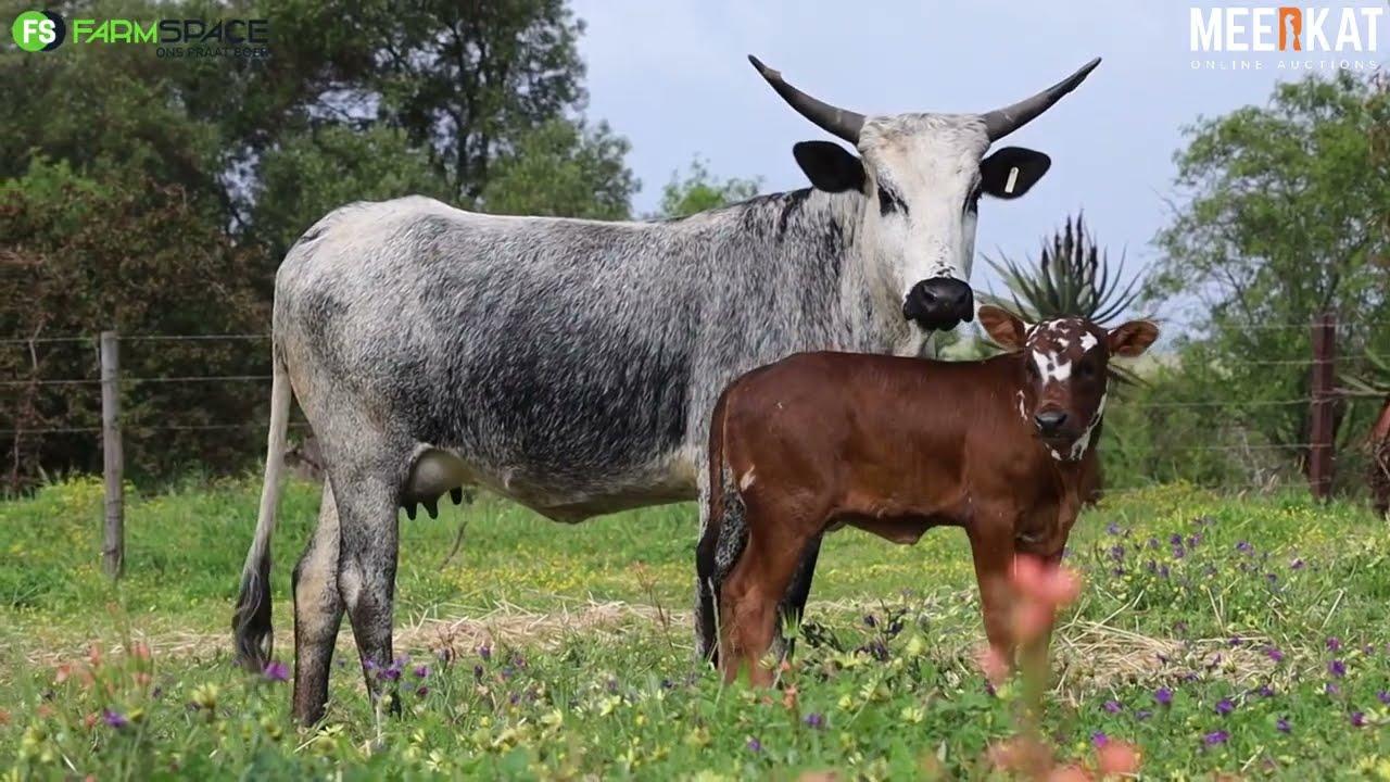Lot 18 | CS 21-15 | Tafelsig Ngunis at the Nguni Regainer Auction on 12 October 2023