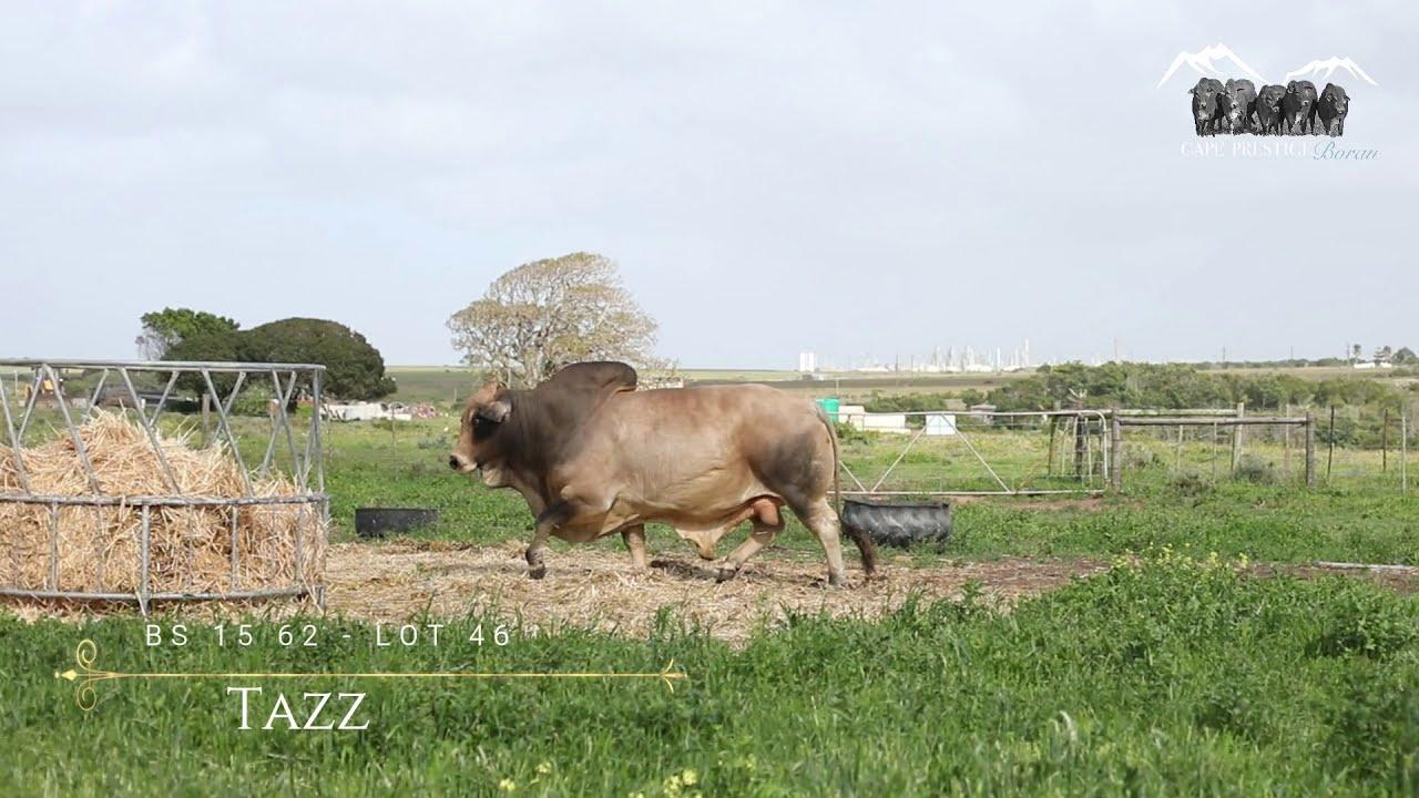 Prestige National Boran Auction Lot 46 - BS 1562 - Tazz