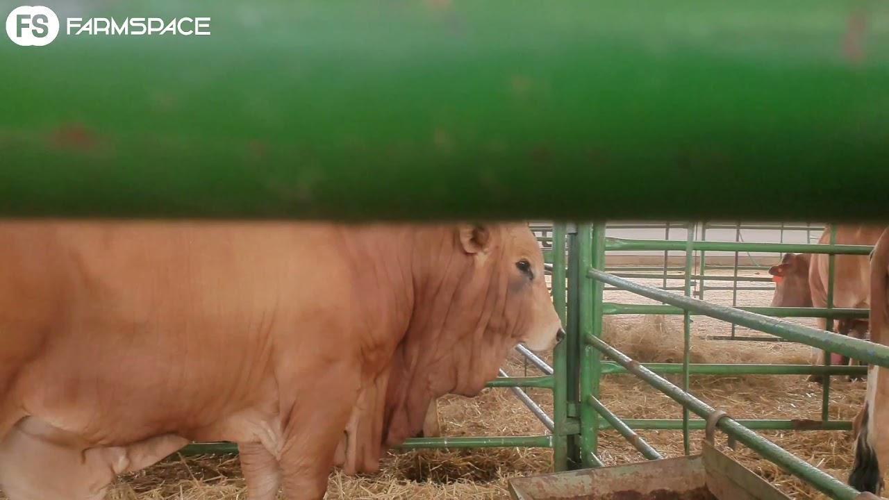 Elzaan van Hagesdam Stoet vertel wat jy van hulle kan verwag môre by die stockman's elite veiling