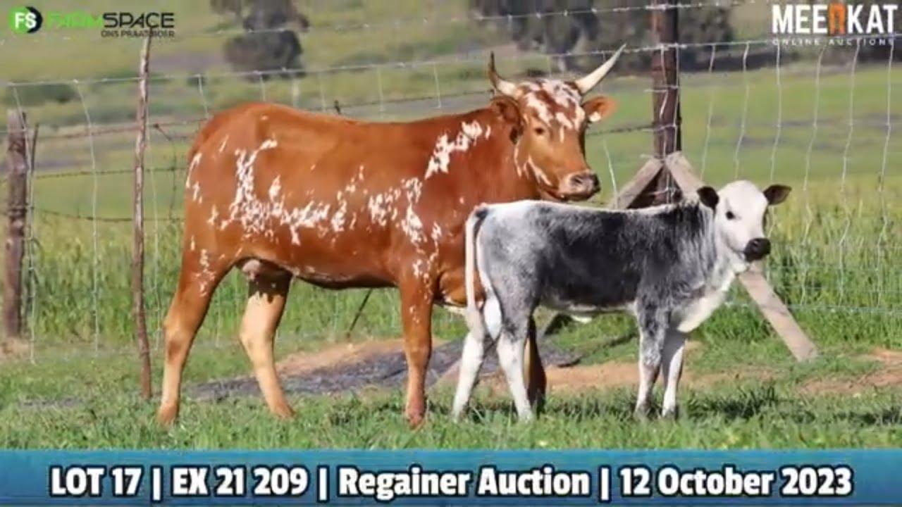 Lot 17 | EX 21-209 | Exteen Ngunis at the Nguni Regainer Auction on 12 October 2023