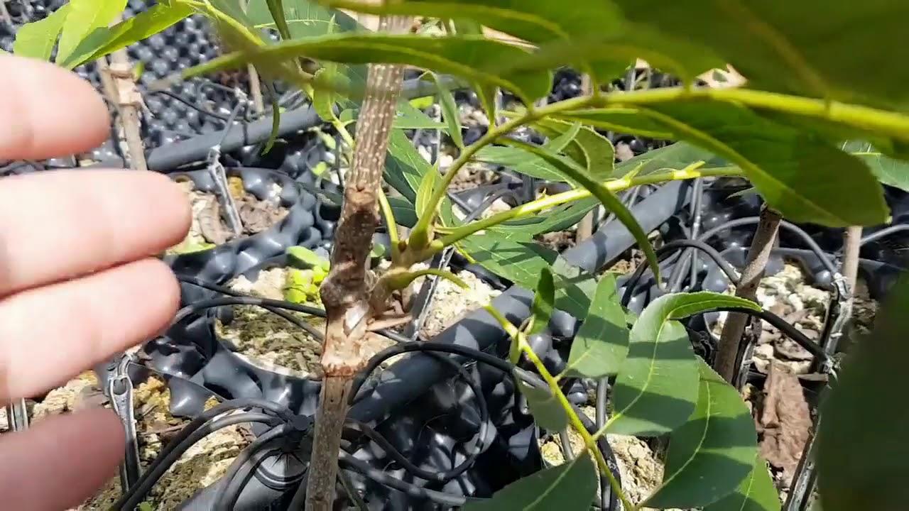 Get your trees at Molopo Pecans