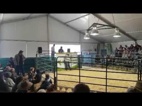 Mielieboere Bonsmaras Auction Live 2