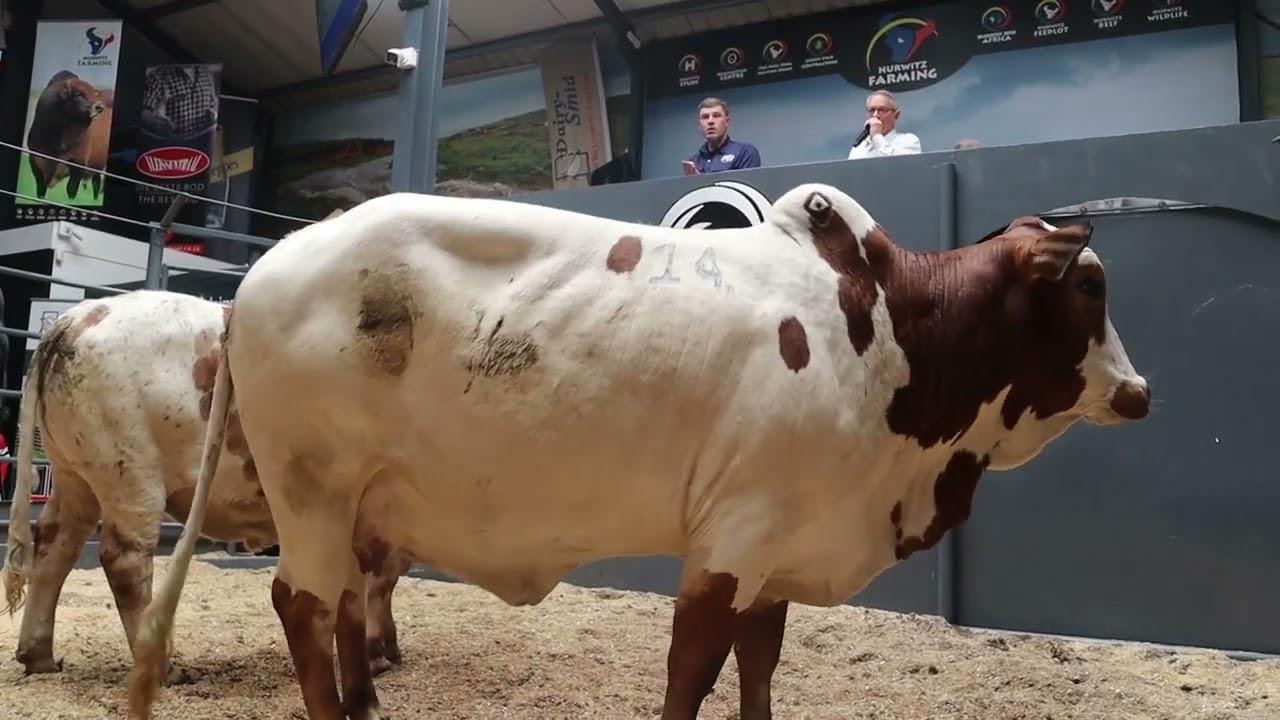 Lot 14 - Kelly, verkoop vir R1.1 miljoen by die Hurwitz produksieveiling 2022