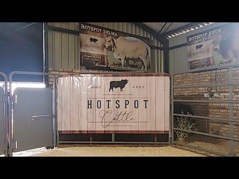 Hotspot Boran & Droughtmaster Auction