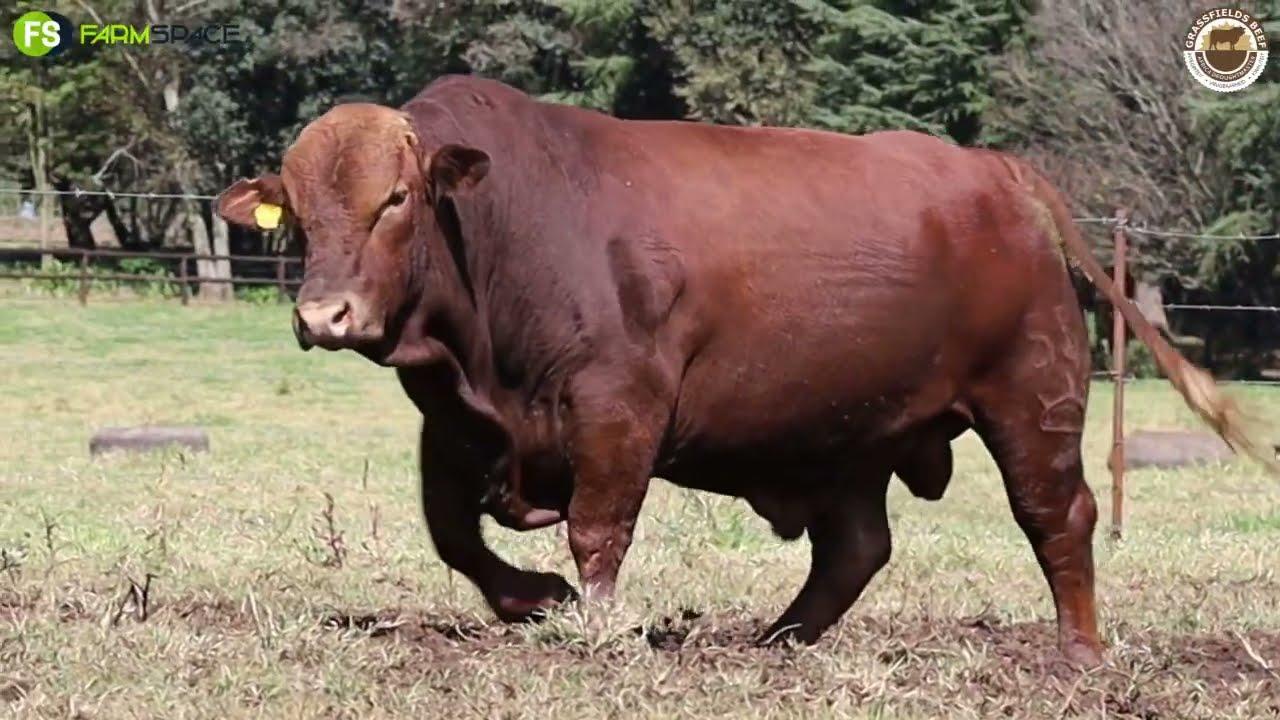 Lot 12 | GRB 19-0055 from Grassfields Beef