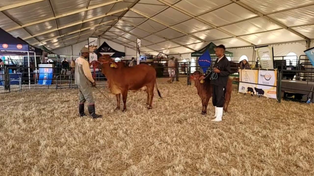Sietse Smith van die Brahman SA genootskap neem ons deur 'n bul en koei by KragDag 2023