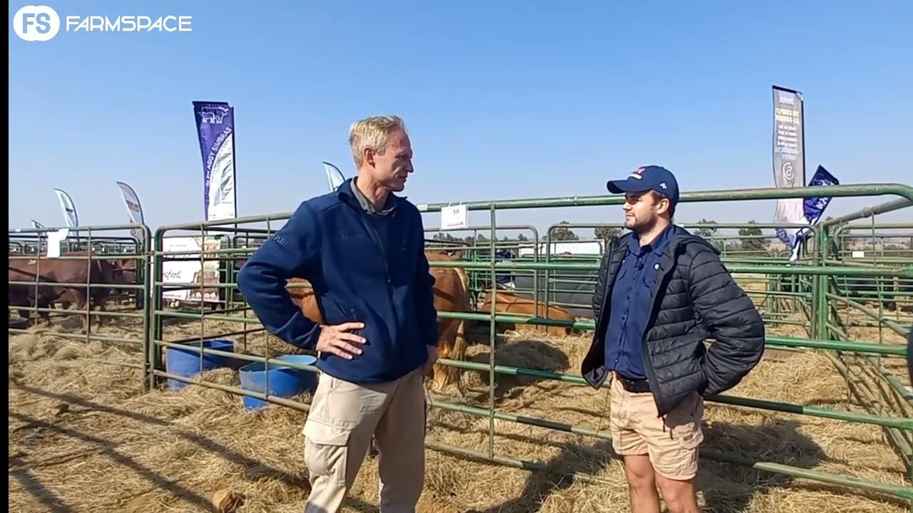 We are talking to Rudi about why he breeds with Limousins as well as what he brought to the auction.