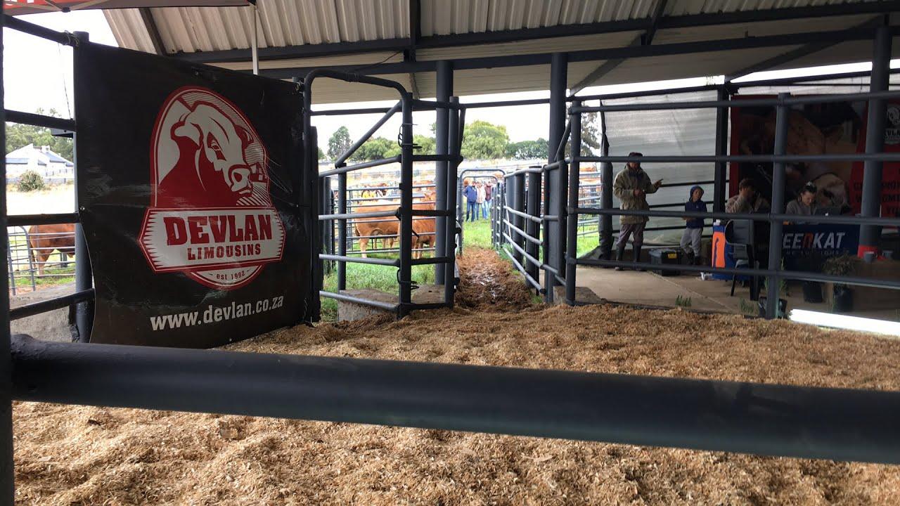 Devlan Limousin Sale of the Champions live from Waters Edge