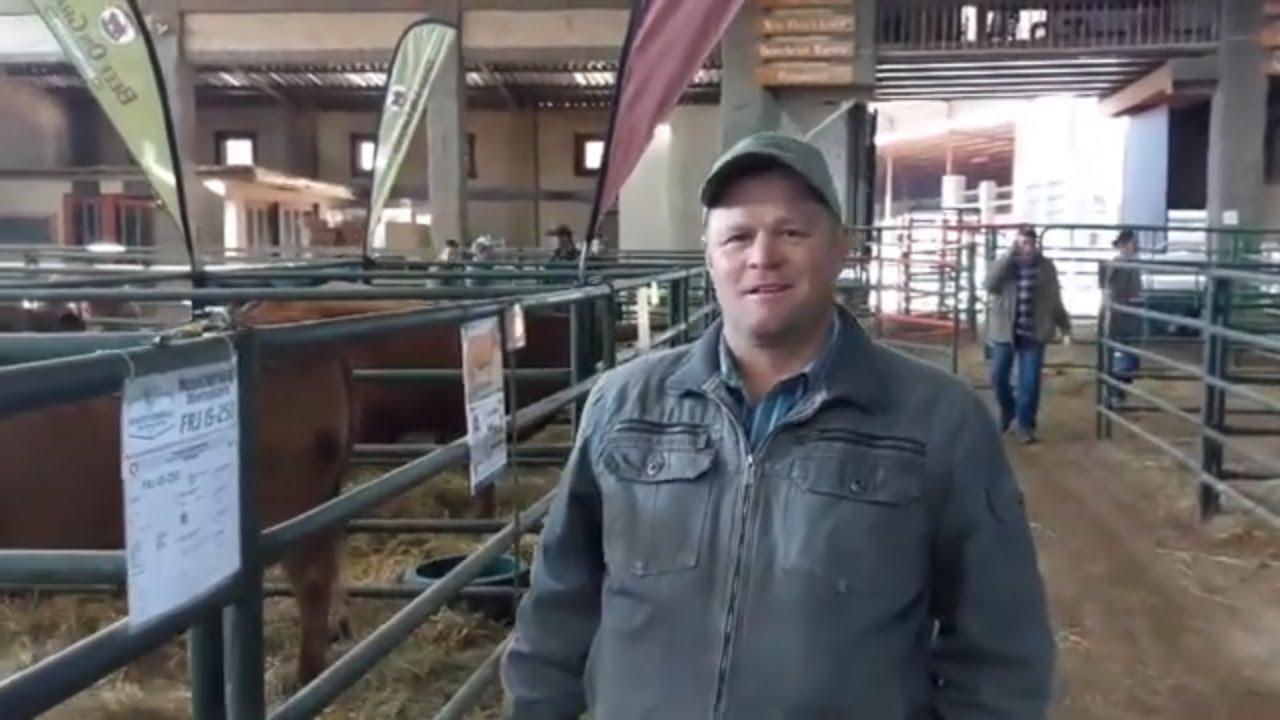 Gerrie van Nooitverwag Beefmasters net voor die Beefmasters SA Nasionale Veiling