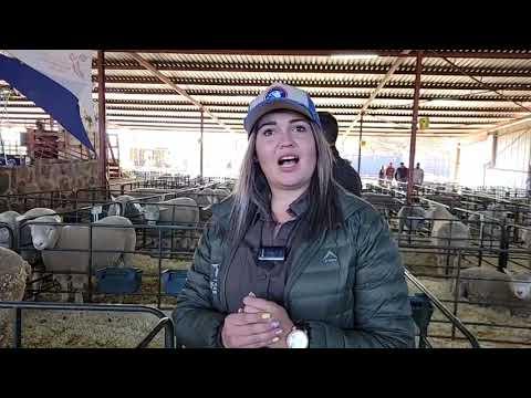 Wat word vandag by die Jacarnda Ile de France veiling aangebied?