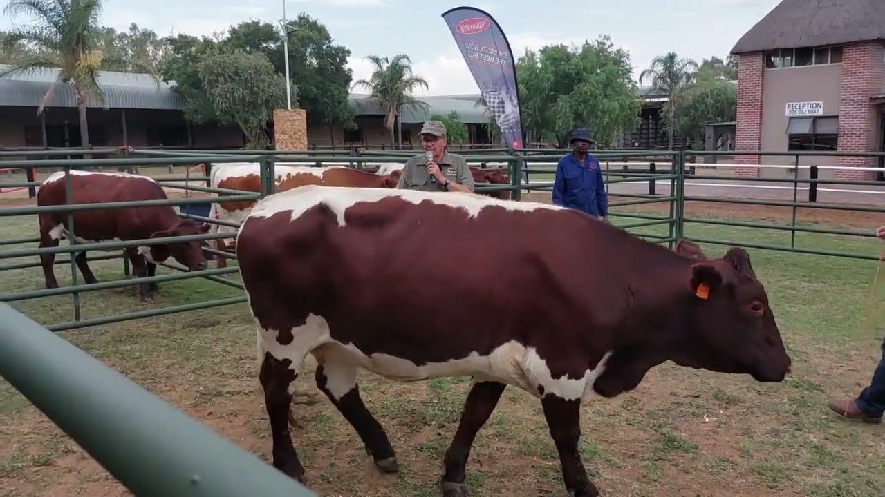 Marius Barkhuizen & Schalk Greyling demonstreer hoe 'n funksionele Pinzgauer koei behoort te lyk.