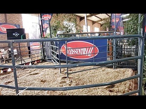OTVL Bull and Ram Auction