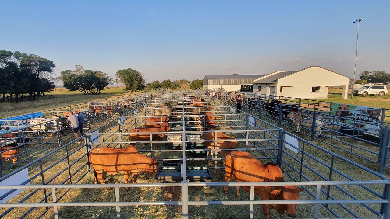 Sterkfontein Boran Auction