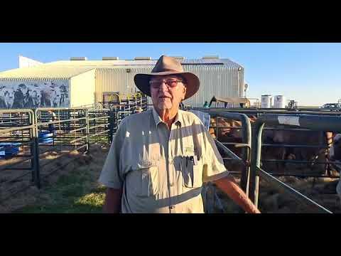Bothasberg Boerdery by die Mpumalanga Borane Veiling 2022.