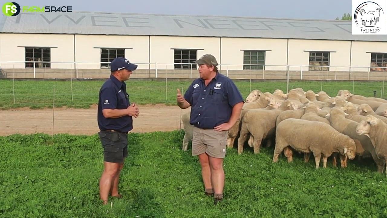 Twee Neefs Dohne Merino veiling is om die draai, kom vind uit wat 2 neefs vir jou aanbied.