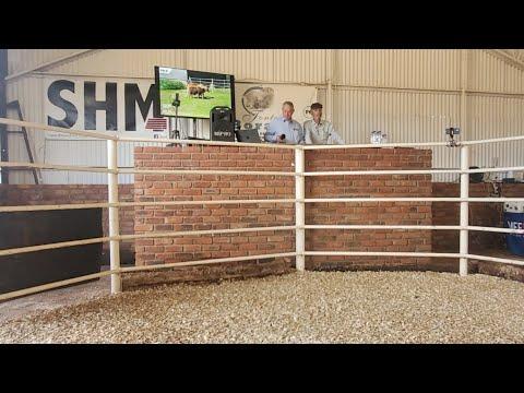 Fonteine Boran Auction