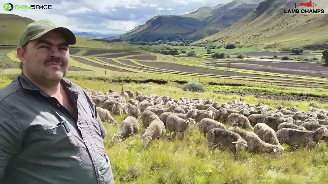 James Rheeder skryf die jaar n Merino lam in vir Lamb Champs 2026.