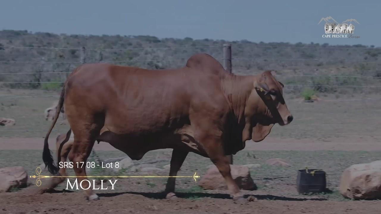 Prestige National Boran Auction Lot 8 - SRS 17 08 - Molly