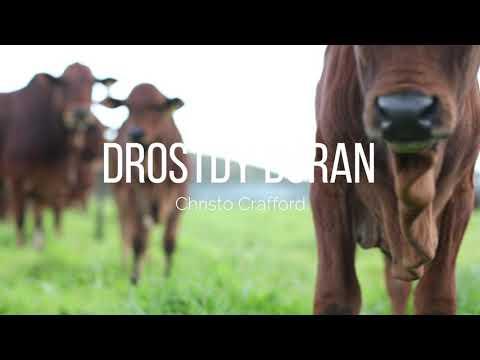 Cape Prestige Boran Auction: The Drostdy Stud