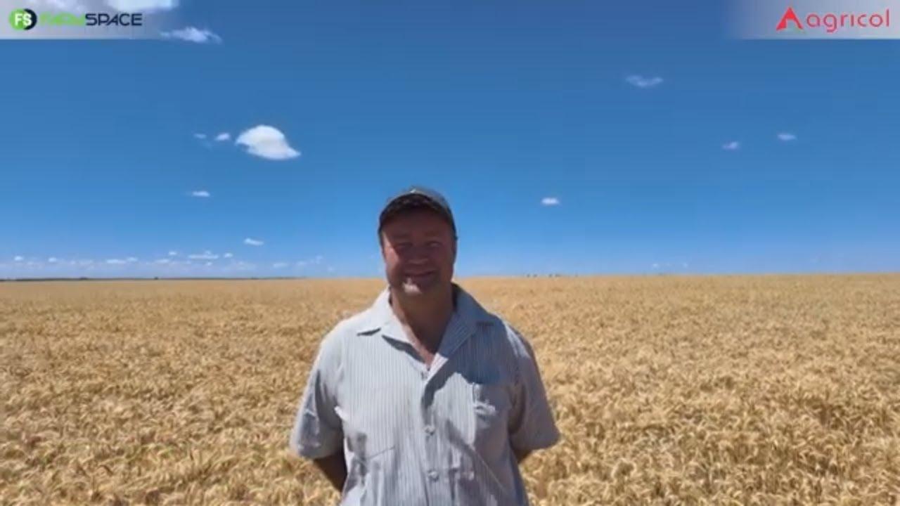 Wat is die waarde wat jy kry van Agricol se Don Mario Is Tordo Koring?